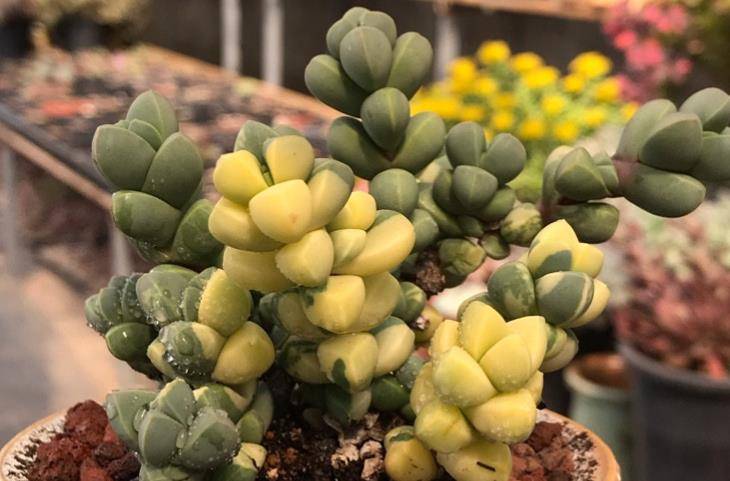 多肉黄金鹿角海棠就是鹿角海棠锦但假的很多我们可以这样区分