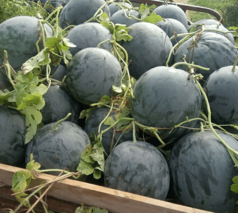 20年前风靡的"黑皮西瓜",为何消失了?瓜贩道出实情:原因有四