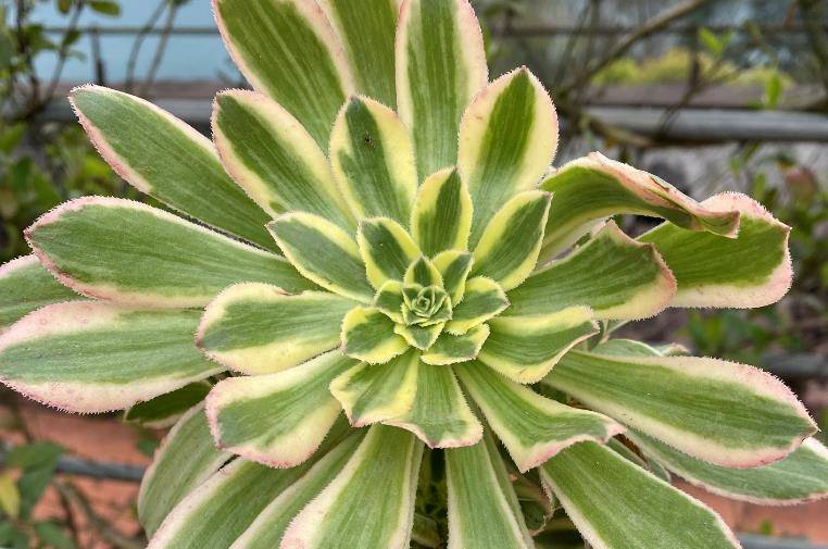 想让多肉艳日伞法师爆出全锦头这样处理有很高的几率达成目标