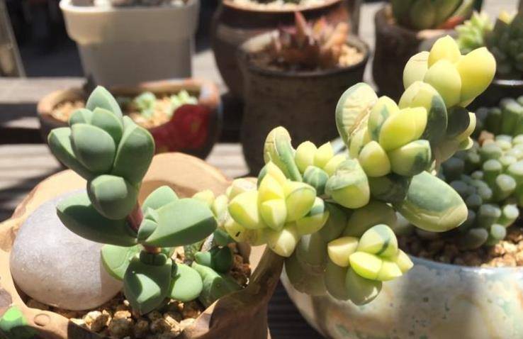 多肉黄金鹿角海棠就是鹿角海棠锦但假的很多我们可以这样区分