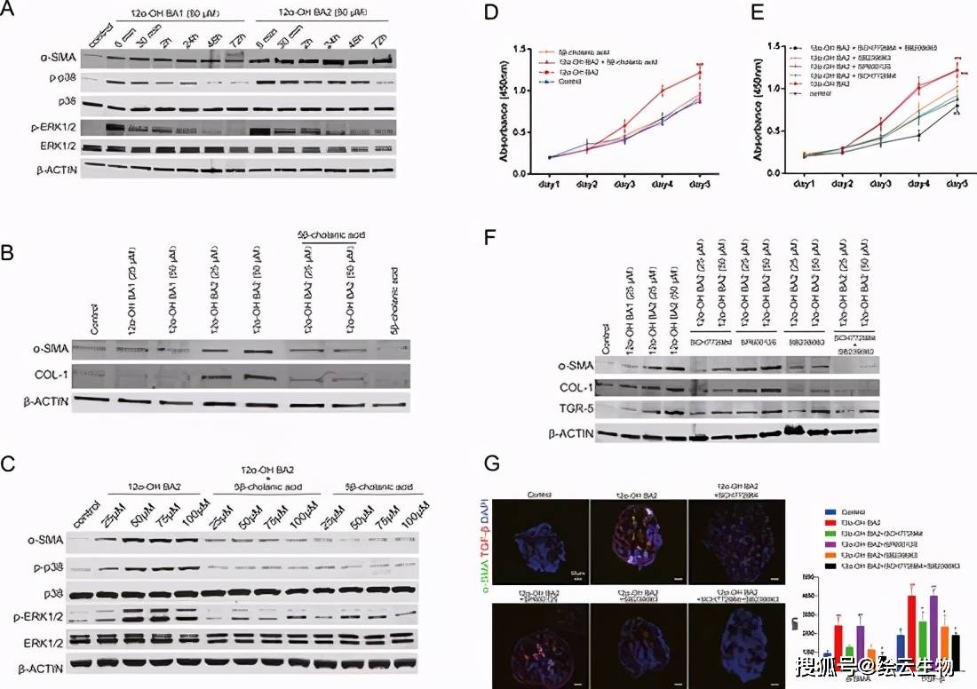 显示,结合型次级12羟胆汁酸比结合型初级12羟胆汁酸对erk1/2 和 p38