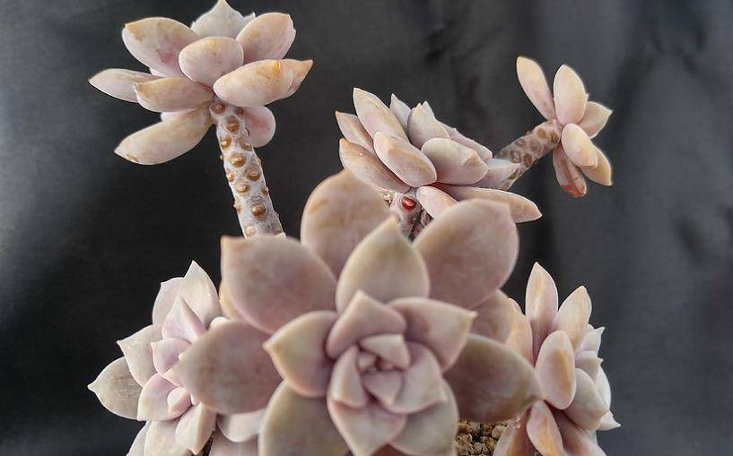 紫色系多肉华丽风车夏季也不会轻易褪色值得我们所有人养一盆