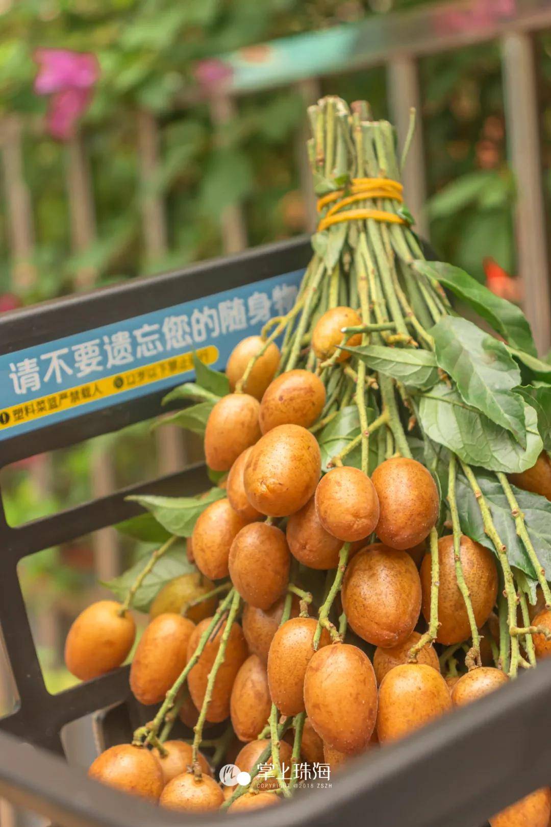 黄皮出现在水果摊上的一刹那, 就以强烈的存在感告诉珠海人,夏天是真