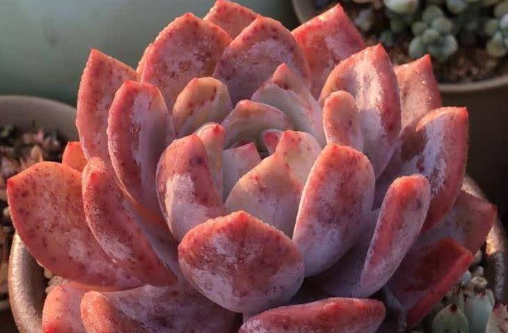 用纯麦饭石养多肉有好处也有弊端但养好了多肉特别容易出状态