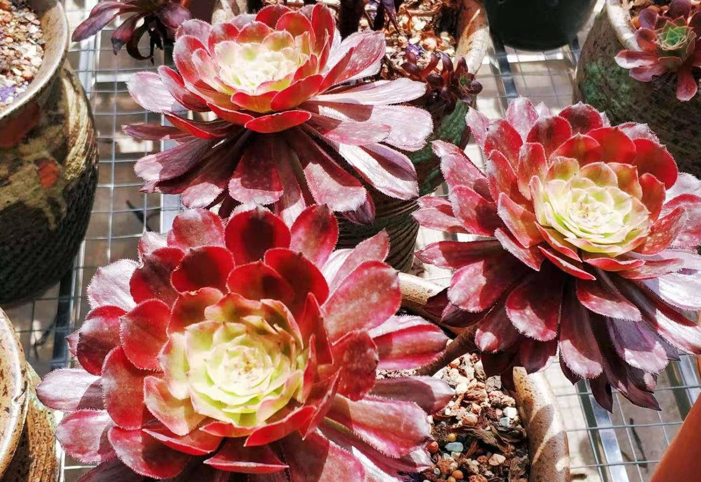 现在多肉红覆轮锦法师基本上都休眠了怎么才能让它安全度夏呢