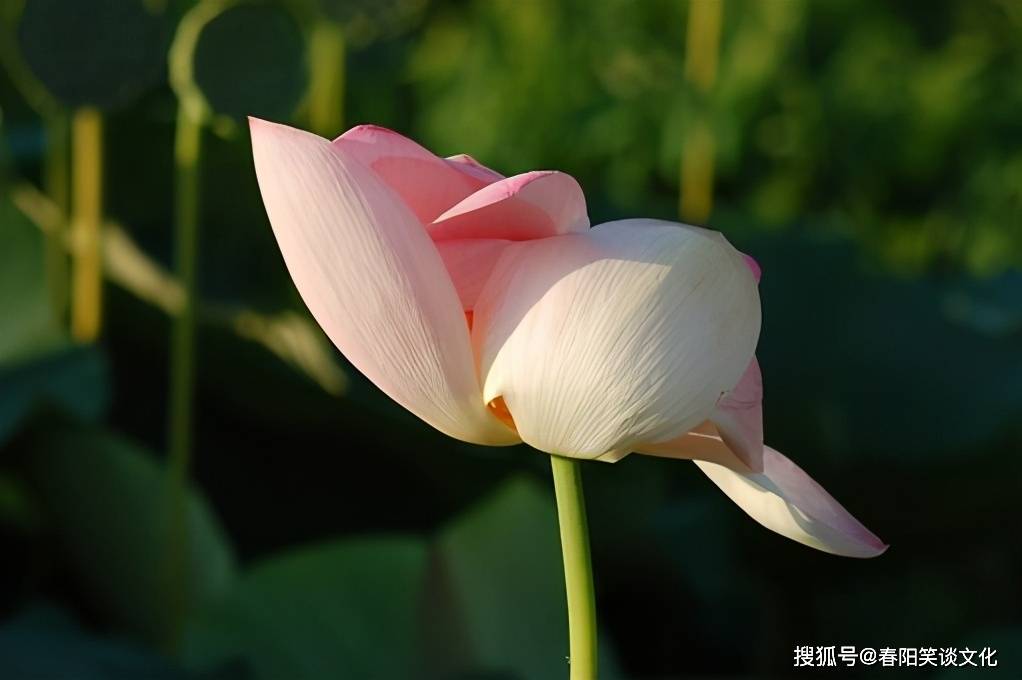 原創讓人感悟頗深的句子睿智犀利醒悟人生