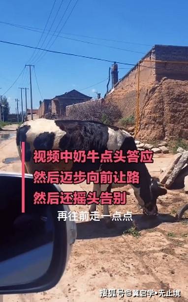 女子和奶牛商量让路看呆网友 真的是牛呀牛呀 车辆