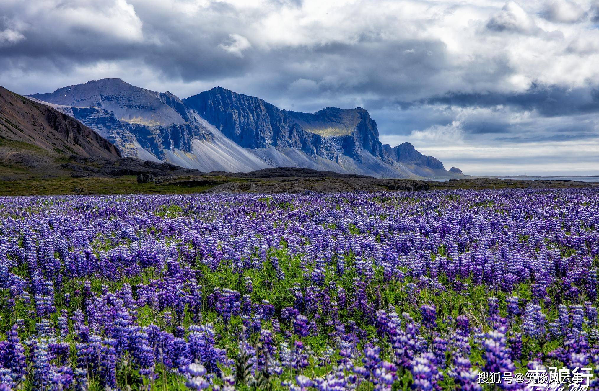 冰岛的国花图片