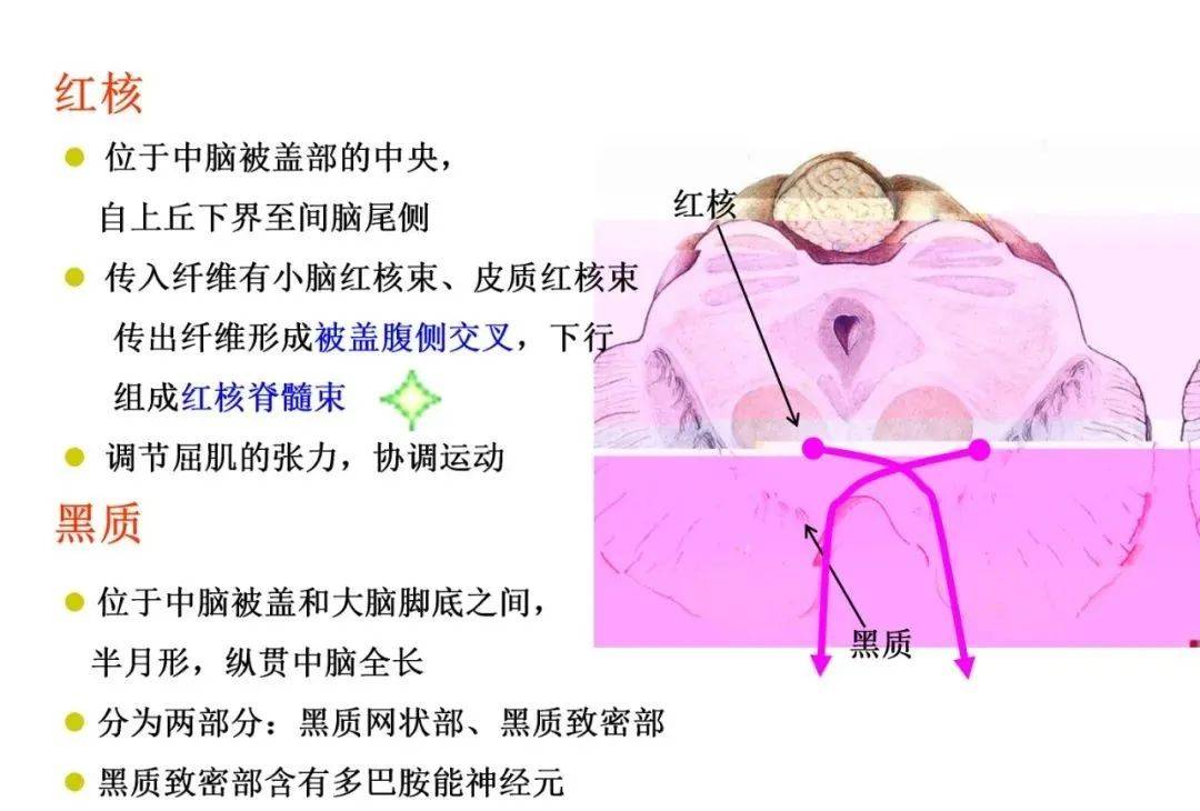 【收藏帖】腦幹內部超詳細功能解剖圖