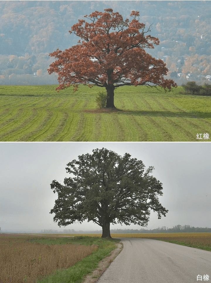 在植物學上它們同是櫟屬,(又稱麻櫟屬,俗名橡樹,櫟樹或柞樹),是殼鬥科