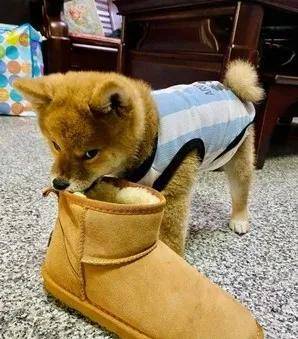 大号上到一半,狗子把内裤叼走了,主人光着屁股追狗…笑死了!