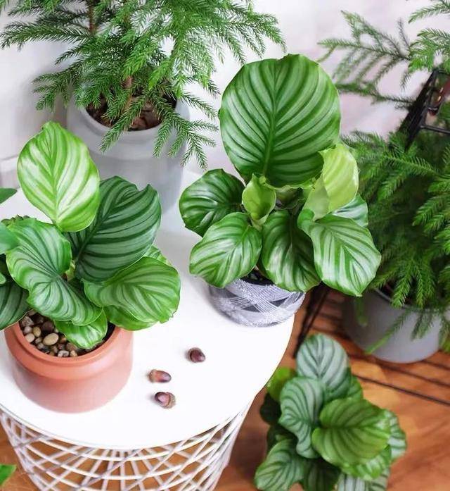 家里养盆青苹果竹芋,叶大姿美,清新又养眼,端庄又大气