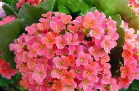 月季花施什么药 2273da04fada430385281837b3b367e4.jpeg