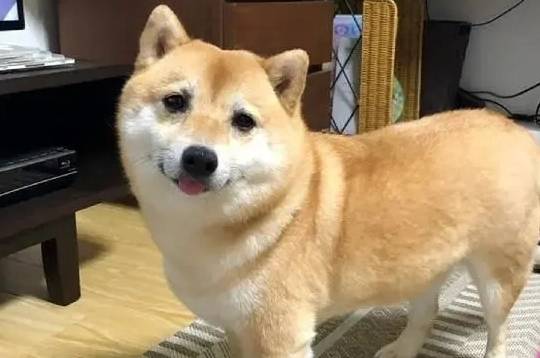 补充|养了柴犬5年，才发现它的身材比例不正常：腿怎么一直没变长呢？