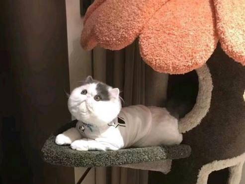 全家人|养了一只加菲猫，脸长得比包子还圆，网友一看：这是个假猫吧！