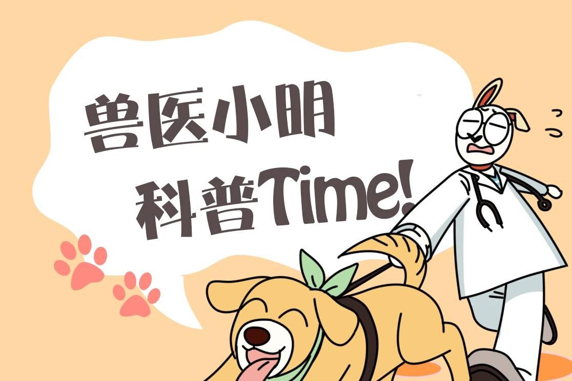 补充|养了柴犬5年，才发现它的身材比例不正常：腿怎么一直没变长呢？