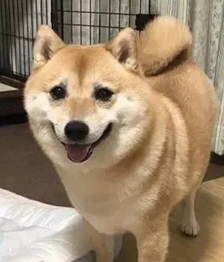 补充|养了柴犬5年，才发现它的身材比例不正常：腿怎么一直没变长呢？