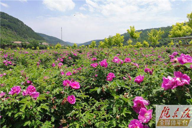 一心即游客接待中心,六区即生态停车区,紫云海,花涧溪,百花园,童乐湾
