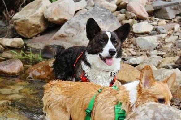 可以爬山的宠物狗 9105344e9ecf4964a761f045e521f772.jpeg