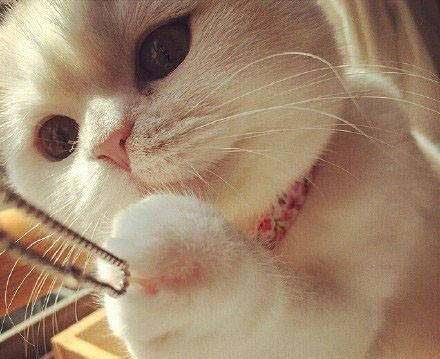 小猫咪视频可爱撒娇 934eef11a6b7456abd0bd72bbcde949c.jpeg