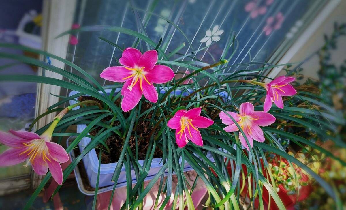 3种花长得不起眼养了才知道好省心又耐看