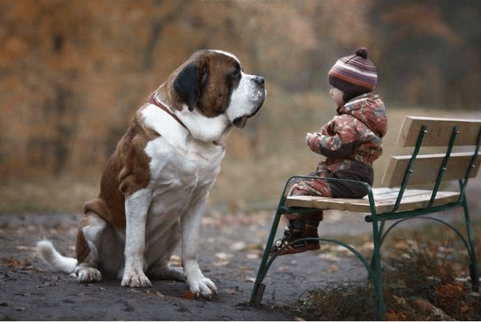 狗狗多大算成年 了解狗狗的不同年龄阶段 才能更好照顾它 人类