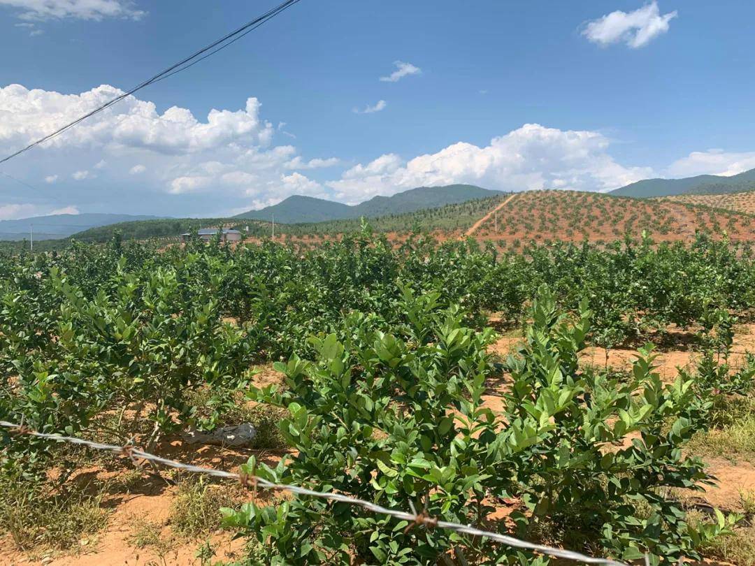 原創揭秘古茗供應鏈4300畝香水檸檬基地牛奶溯源到牧場