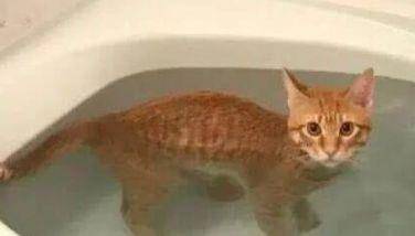 猫咪怎么发现绦虫 1e1ec1209807428597352601efc3d42c.jpeg