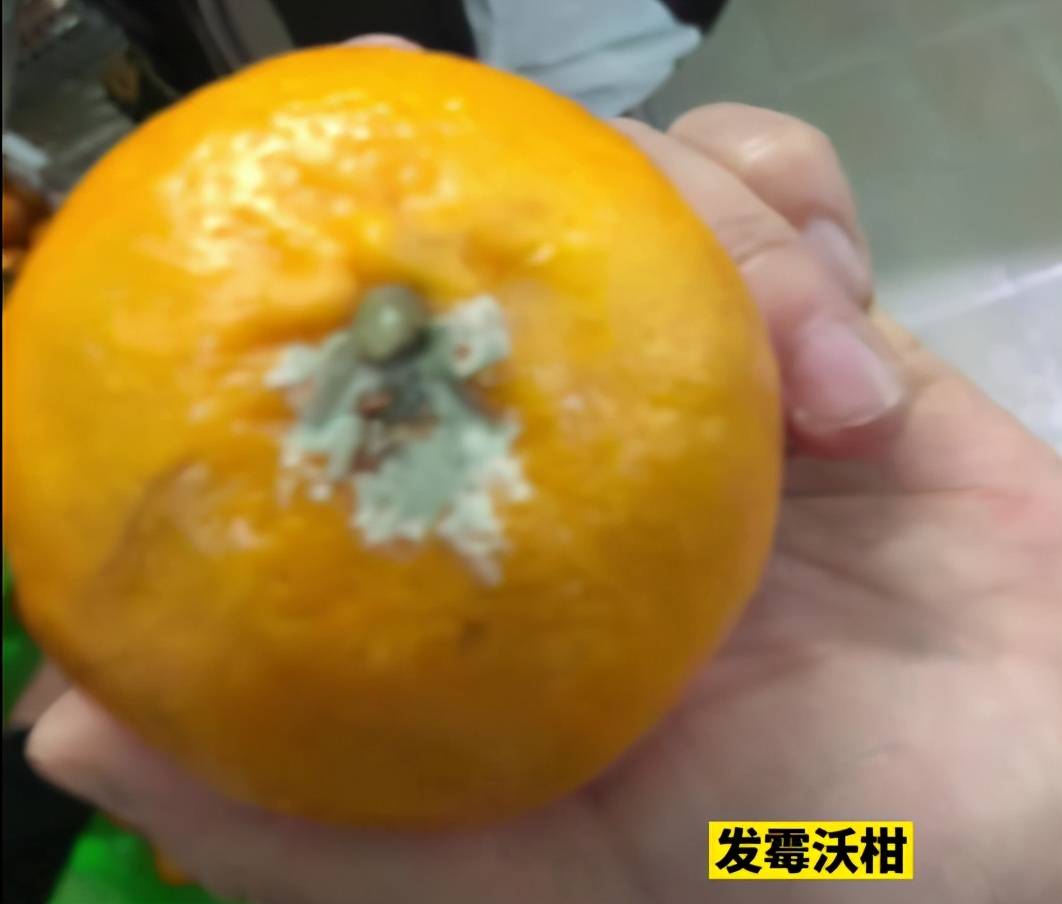 进行|合肥一幼儿园多名幼儿腹痛，家长突击检查后厨，发现大量变质食材