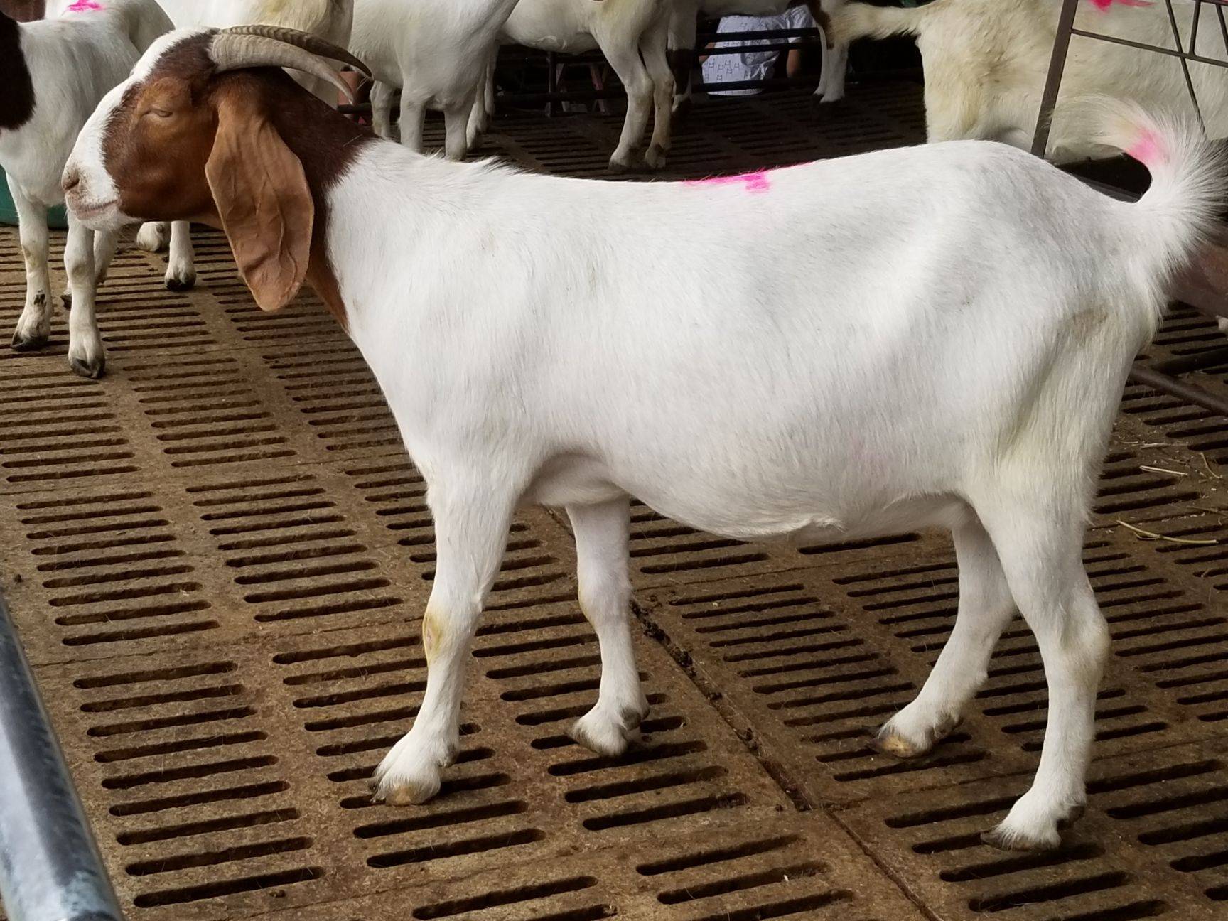 原创羊不发情怎么办波尔山羊不发情怎么办本文有详细处理步骤