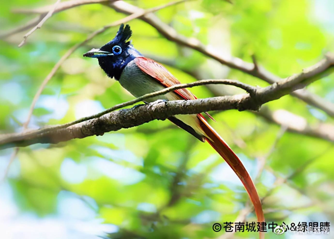 浙江常见鸟种类图图片