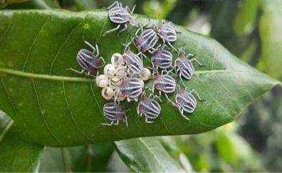 荔枝常见病虫害防治方法有哪些?种植过程需要注意哪些问题_控制