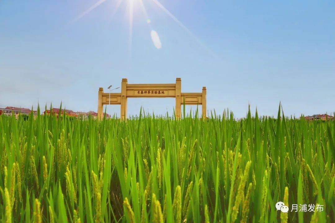 简单易学美味可口这款月浦川味十三香小龙虾get一下