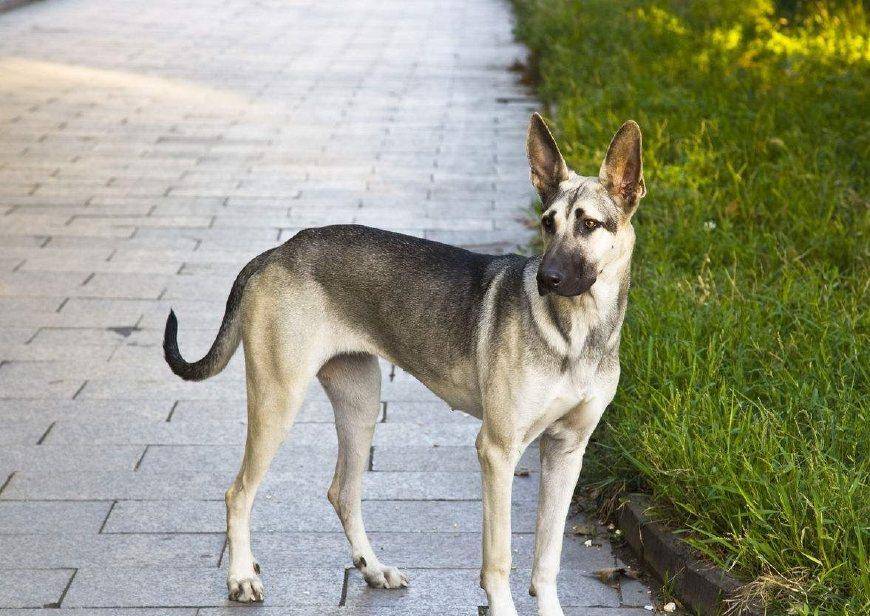 这狼出身德国,被日本抢走,后来成了中国第一狼犬,与德牧齐名