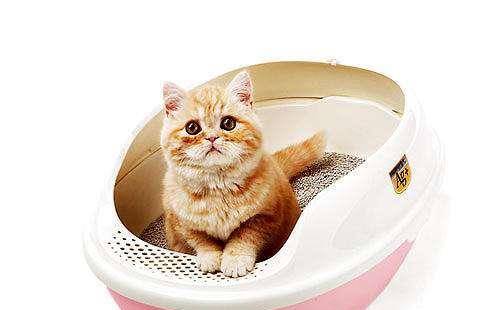 猫咪怎么养成不乱大小便 061a94b58c054361912fd0fa6e471868.jpeg