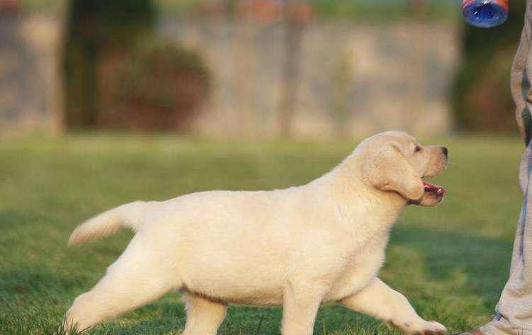 观点评论|你的拉布拉多犬为什么不听话？无非3个原因，你的可能是串串