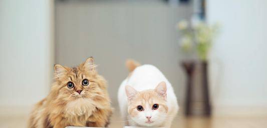 猫咪怎么叫才会来 10f28f8364ba493aaacb2820104dfcf5.jpeg