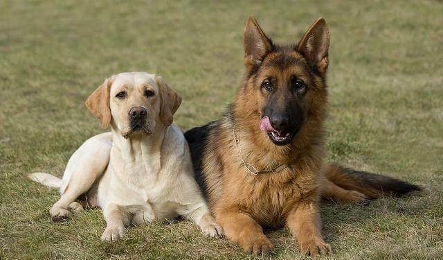 狗狗养多久开始认主人 21f9ec5618354ce2bed801853627637c.jpeg