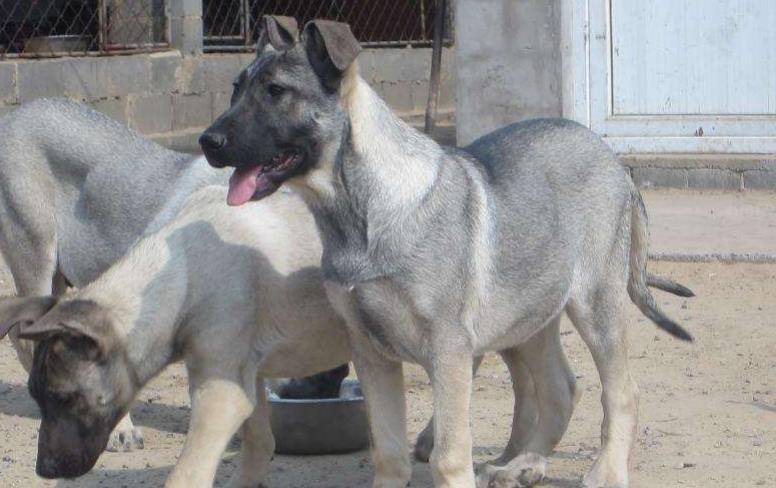 世界上5种优秀的狼犬 德牧上榜 有两种是中国本土犬种
