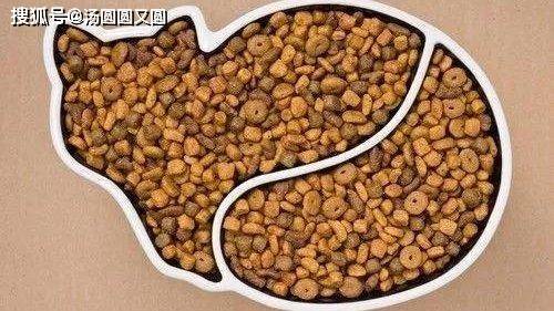 补充|【养宠小知识】加菲猫发腮吃什么猫粮