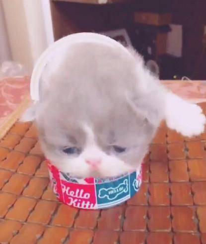 动画片|小奶猫被关在盒子中，主人稍微一斜，小家伙倒出来的表情萌翻了！