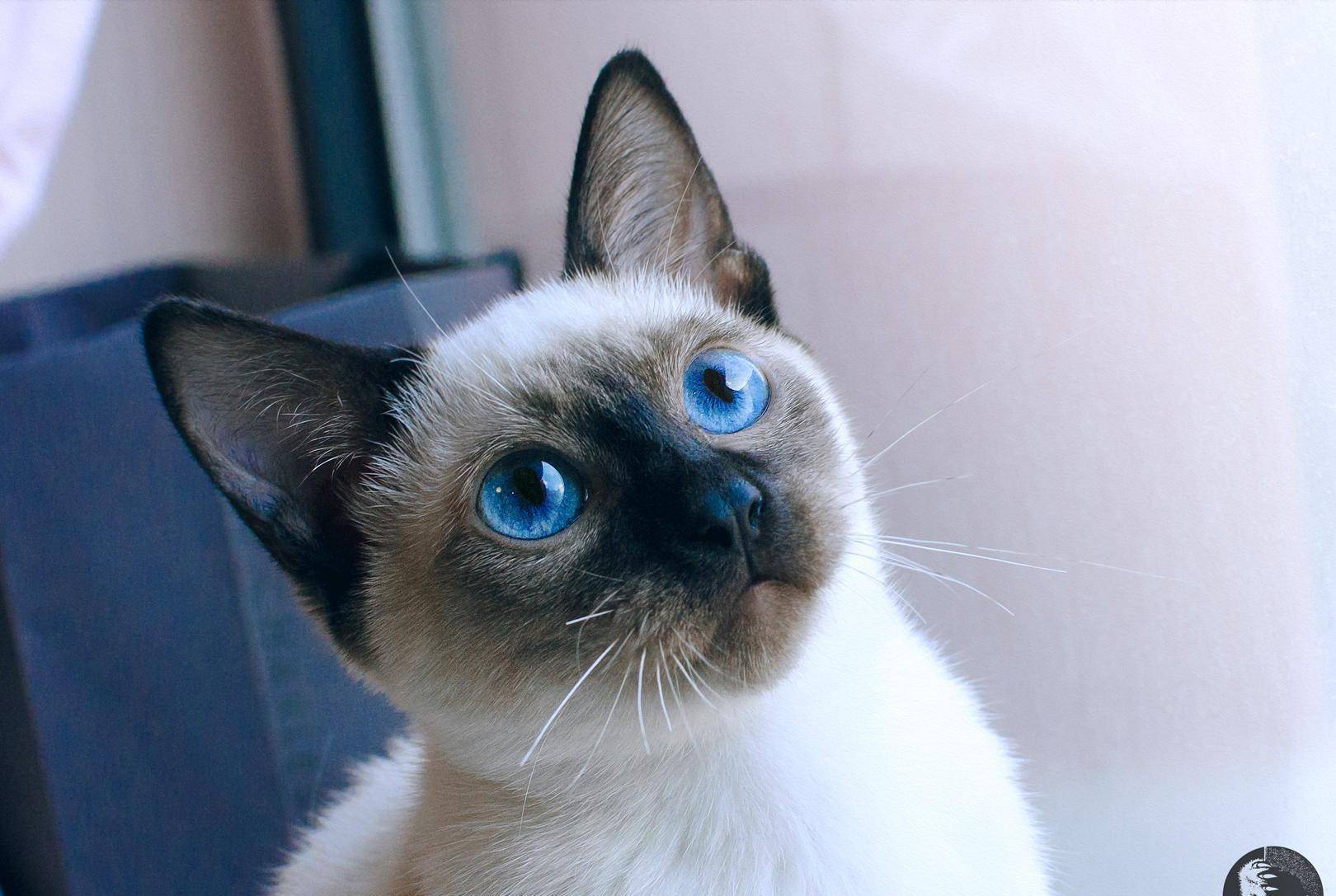 异国|最受欢迎的6种猫，2021猫咪“爆款之王”是谁？