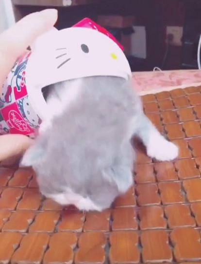 动画片|小加菲猫楚楚可怜爬出盒子，网友直呼萌化了：组团去偷猫要不要