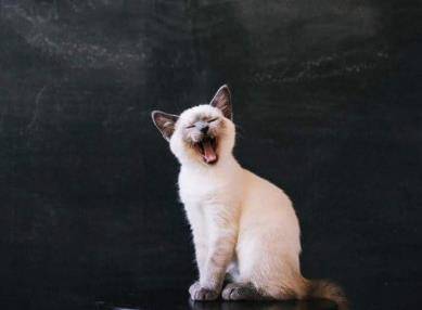 观点评论|如果这4只小猫出现在你门口，你会选哪只抱回家呢？我果断选第三