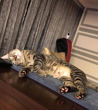 原创虎斑猫慵懒躺床上玩逗猫棒,看到它的粉嫩肉球后,网友们被萌翻!