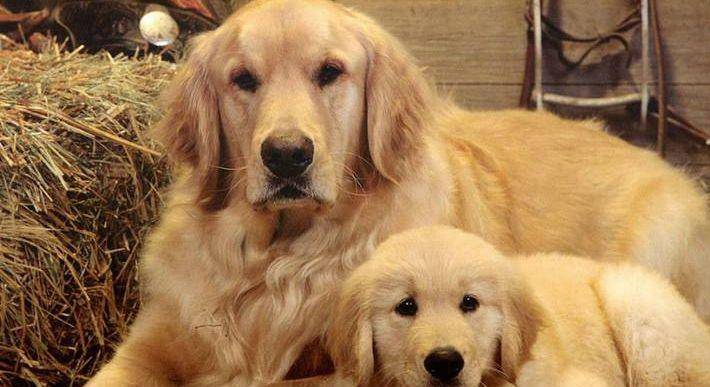 怎么看小狗是否怀孕 3526476bc1cf4afabd0cd1f18e3c5171.jpeg