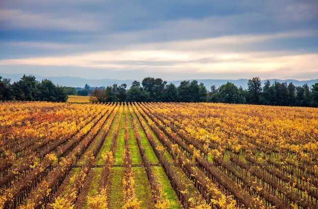 【7.28-30 interwine】200年积淀,新古典的智猴_马普切