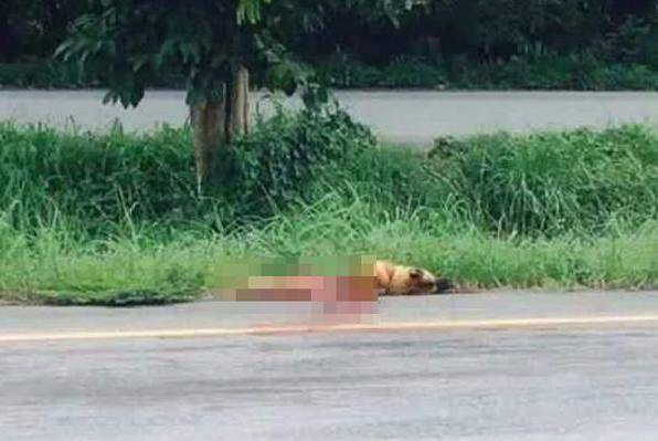 主人半路將狗狗趕下車, 結果狗狗發生這種事, 網友的反應怒了! 萌趣萌寵 第4张
