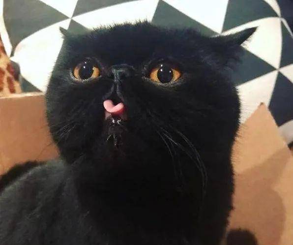 单子|到底是什么大单子，竟然惊动老板亲自出马？狗狗：请叫我董事长！