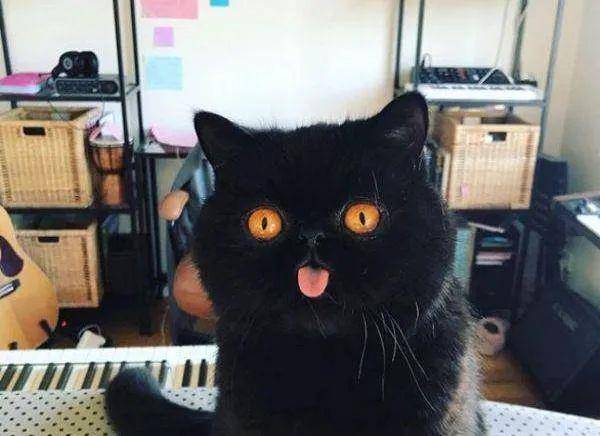 单子|到底是什么大单子，竟然惊动老板亲自出马？狗狗：请叫我董事长！